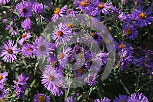 New England Aster Symphyotrichum novae-angliae