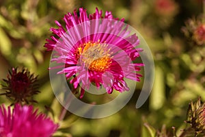 New England aster Symphyotrichum novae angliae