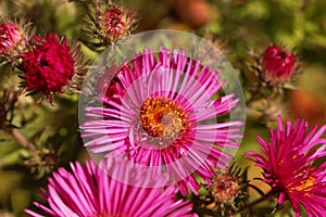 New England aster Symphyotrichum novae angliae