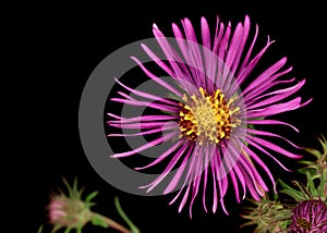 New England Aster (Symphyotrichum novae-angliae)