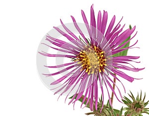 New England Aster (Symphyotrichum novae-angliae)