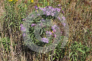 New England Aster, Symphyotrichum novae-angliae, on a fine autumn day