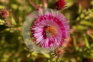 New England aster Symphyotrichum novae angliae