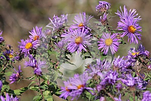 New England Aster Symphyotrichum novae-angliae photo