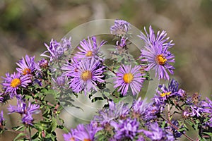 New England Aster Symphyotrichum novae-angliae photo