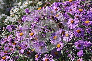 New England Aster Symphyotrichum novae-angliae photo