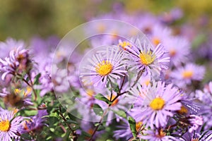 New England Aster