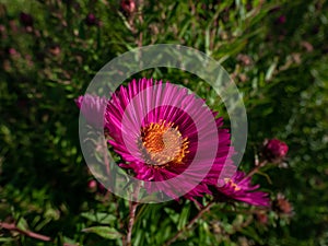 New England Aster variety (Aster novae-angliae) \'Andenken an Paul Gerber\' flowering with pink flowers