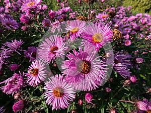 New England Aster variety (Aster novae-angliae) \'Barr\'s Pink\' flowering with pink flowers