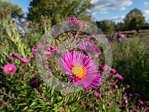 New England Aster variety (Aster novae-angliae) \'Roter Turm\' flowering with pink flowers with orange disk
