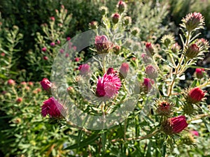 New England Aster variety (Aster novae-angliae) \'Rudelsburg\' flowering with pink daisy flowers with fluffy,