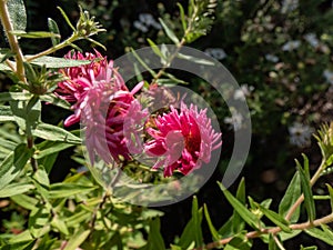 New England Aster variety (Aster novae-angliae) \'Rudelsburg\' flowering with pink daisy flowers with fluffy,