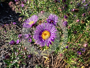 New England Aster variety (Aster novae-angliae) \'W. Bowmann\' flowering with purple flowers