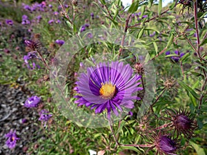 New England Aster variety (Aster novae-angliae) \'W. Bowmann\' flowering with purple flowers