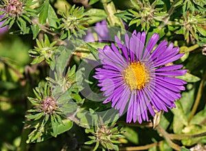 New England Aster â€“ Symphyotrichum novea-angliea