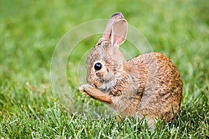 New England Cottontail