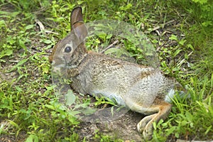 New England cottontail rabbit in South Windsor, Connecticut