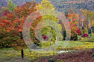 New England Deciduous Trees and Grassy Meadow Display Colors of Autumn