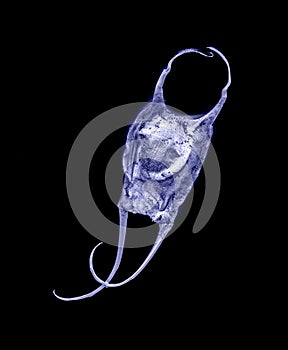 New England Devil's Purse or Skate Egg Casing Cyanotype Bio Sample