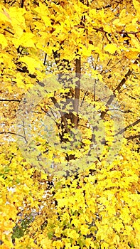 New England Fall foliage maple yellow peak color