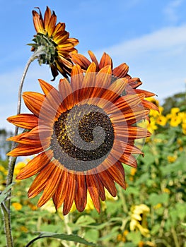 Reddish Sunflowers on Fall day in Littleton, Massachusetts, Middlesex County, United States. New England Fall.