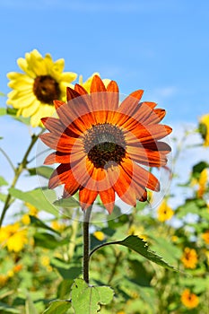 Red sunflower on Fall day in Littleton, Massachusetts, Middlesex County, United States. New England Fall.