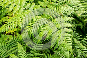 New England Ferns