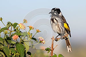 New England Honey Eater bird