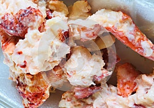 New england lobster roll , plump juicy claws and tail photo