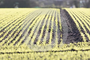 New farm crop growing in ploughed field. Selecive focus