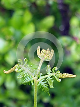 New fern frond uncoiling in spring