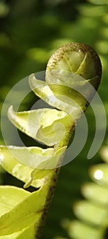 A new fern frond unfurling.