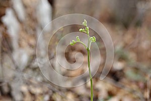 New Fern Growth