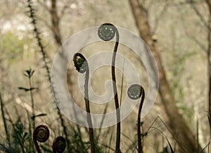 New fern growth in the moody spring forest