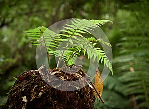 New Fern growth out of Man Fern stump.