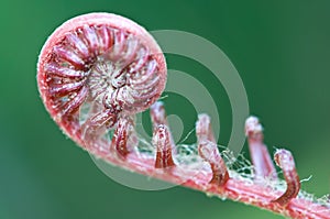 A new fern leaf .