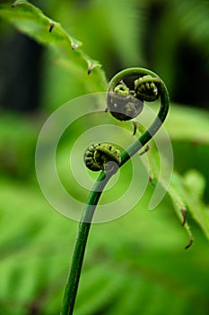 New fern leaf close up