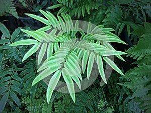 New Fern Leaf Close-up