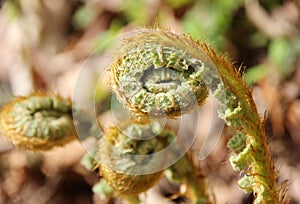 New fern leaf closeup