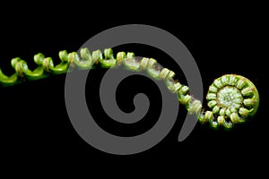 New Fern Leaf isolated on black