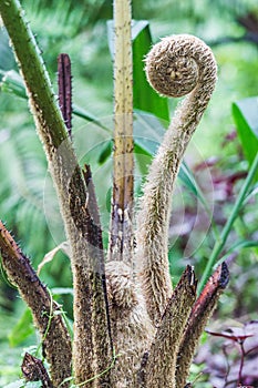 New Fern leaf unfurling.