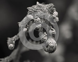 A new fern leaf unfurling