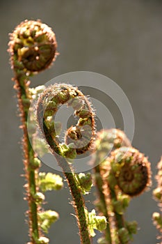 New fern leafs photo