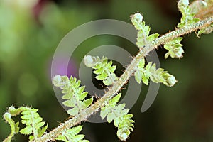 New fern in natural environment