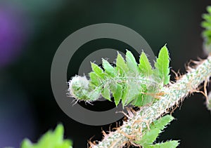 New fern in natural environment - close up