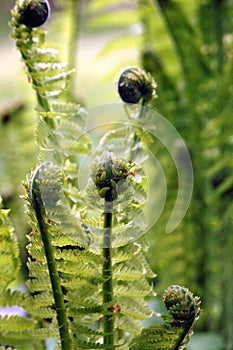 New Ferns Growing in Spring