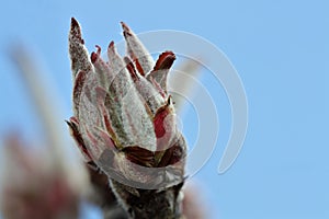 New flower bud, blue sky and copy space