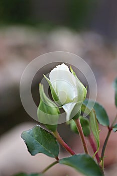 New Flower Bud on White Rose in Garden