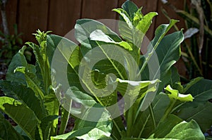 New flower stalks growing on nicotiana alata tobacco plants