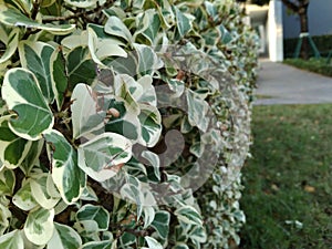 new focus stylish for heart leaf